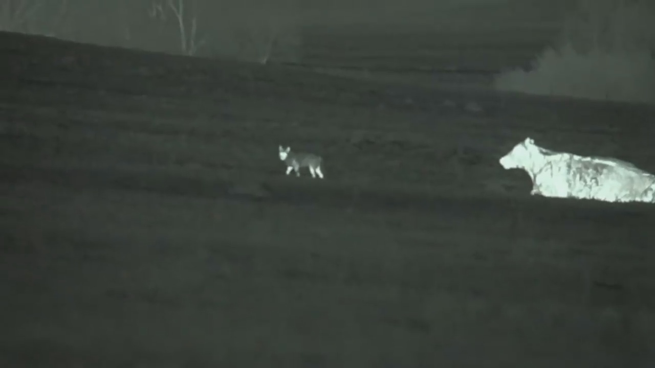 Coyote Hunting At Night
