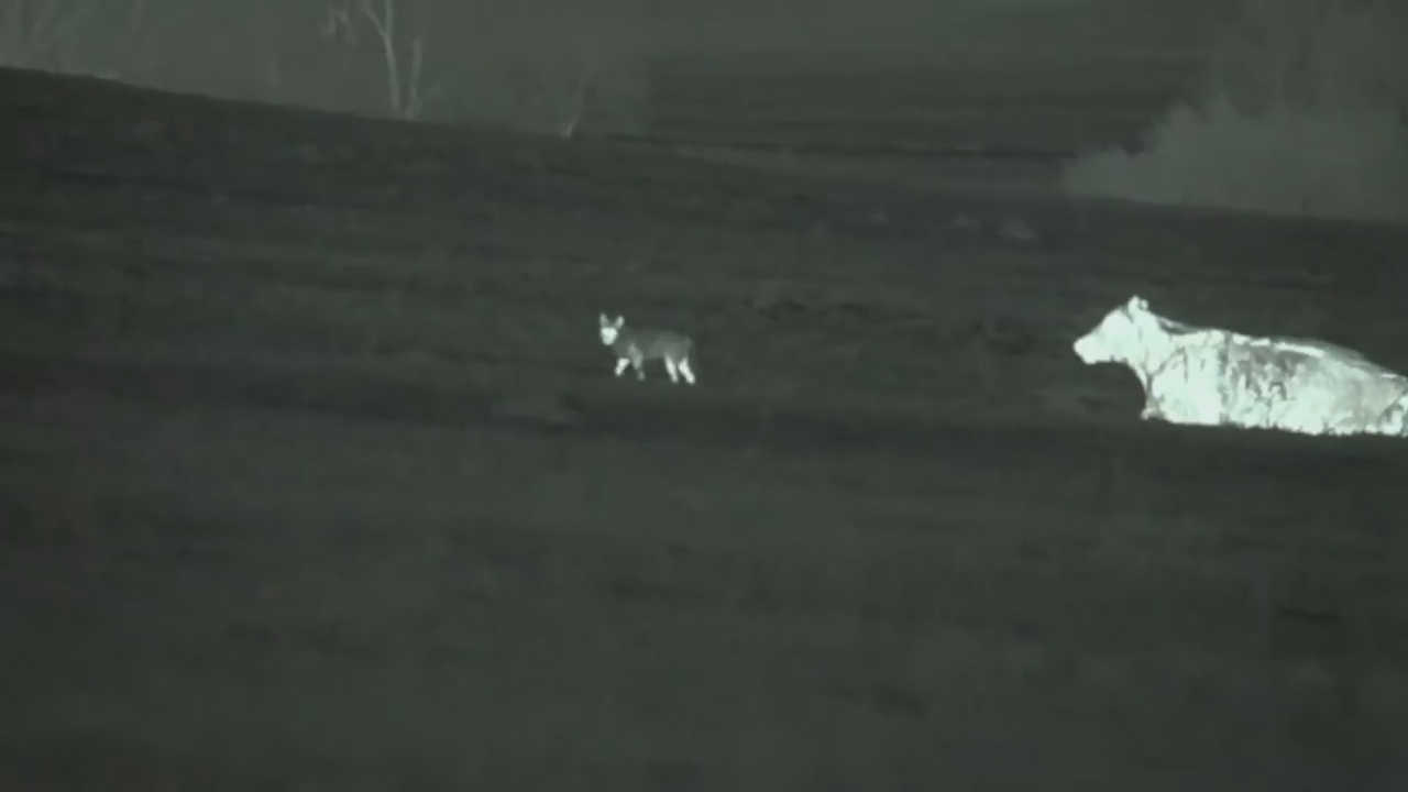 coyote sounds at night