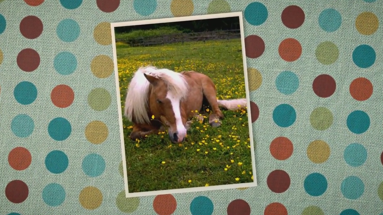 Pony Rides Near Me - a special place to learn to ride a ...