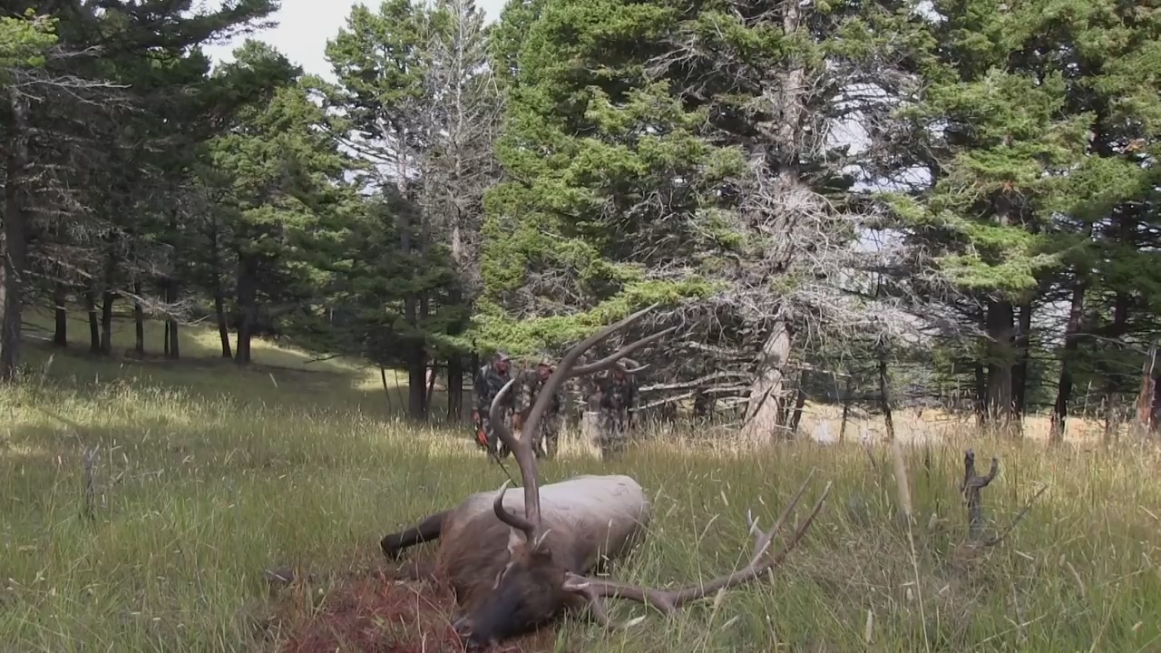 Archery Elk Hunting