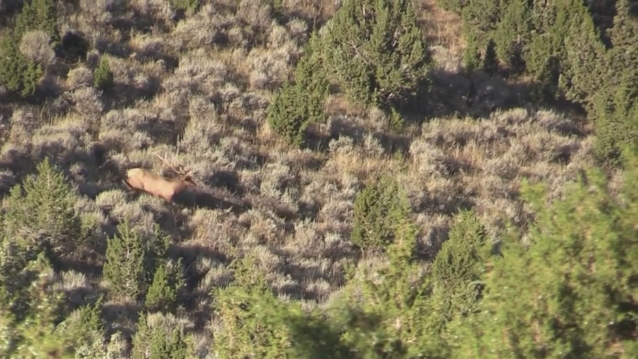 Archery Elk Hunting