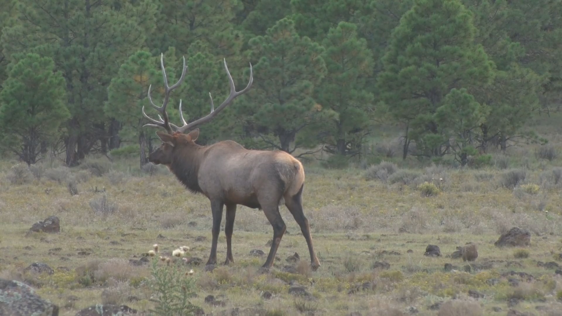 Archery Elk Hunting
