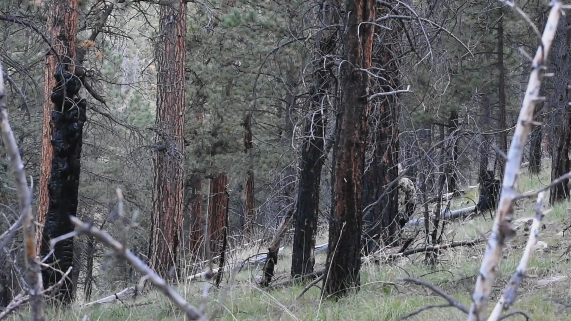 Archery Elk Hunting