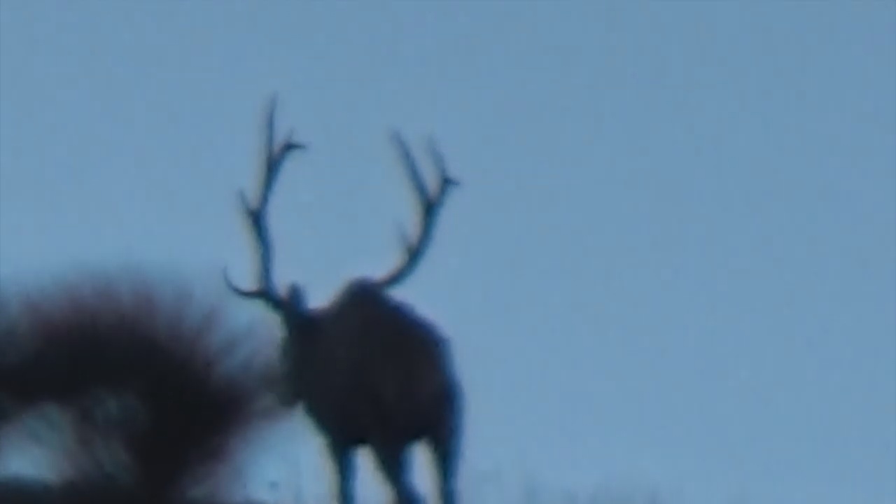 Archery Elk Hunting