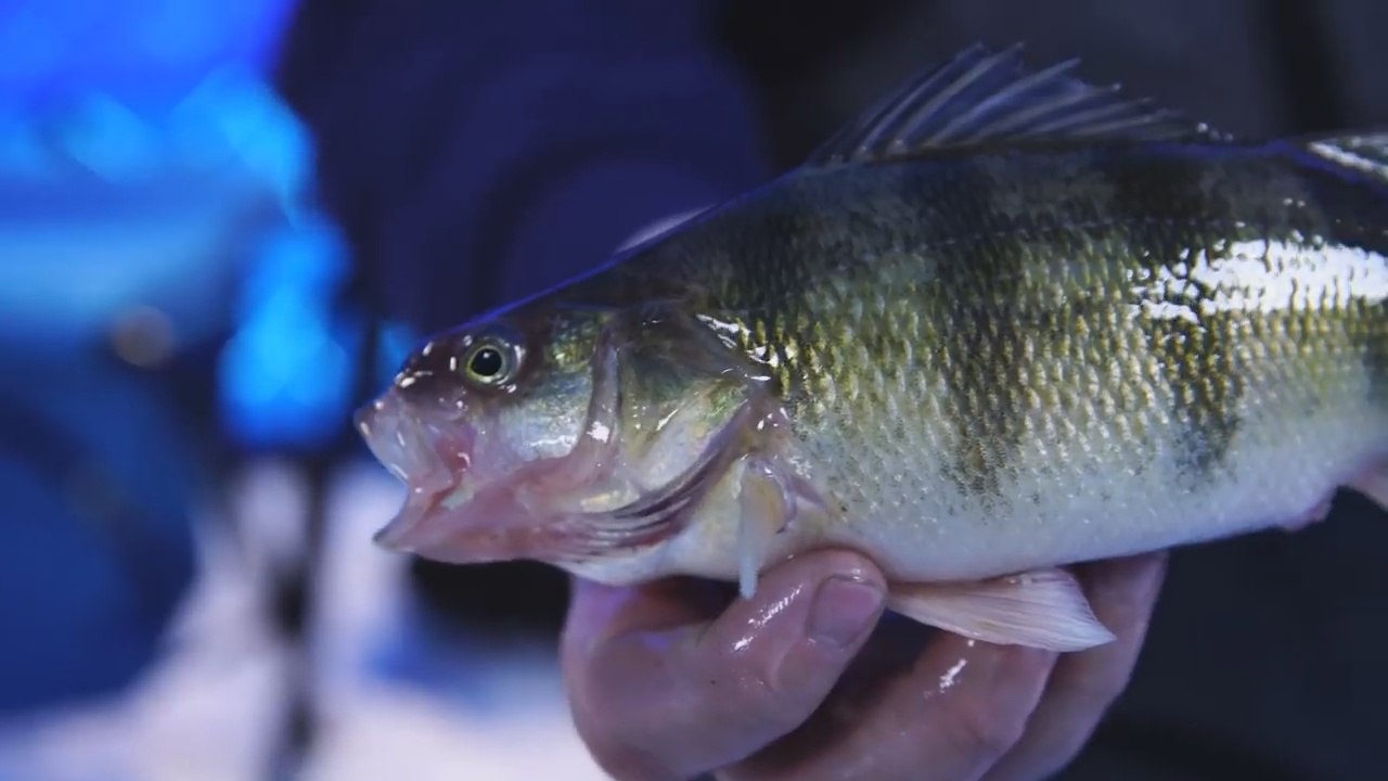 Devils Lake Ice Fishing Guide