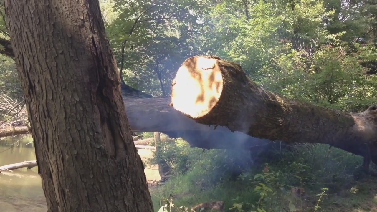 Is Maple Good Firewood